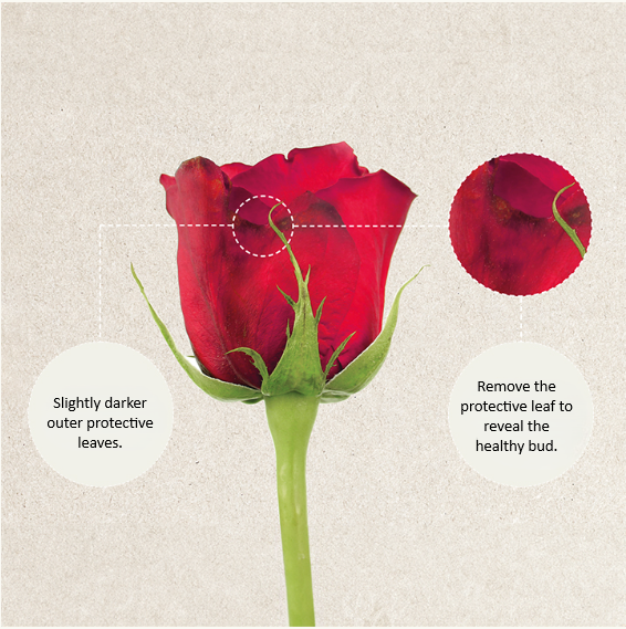 rose petals.png